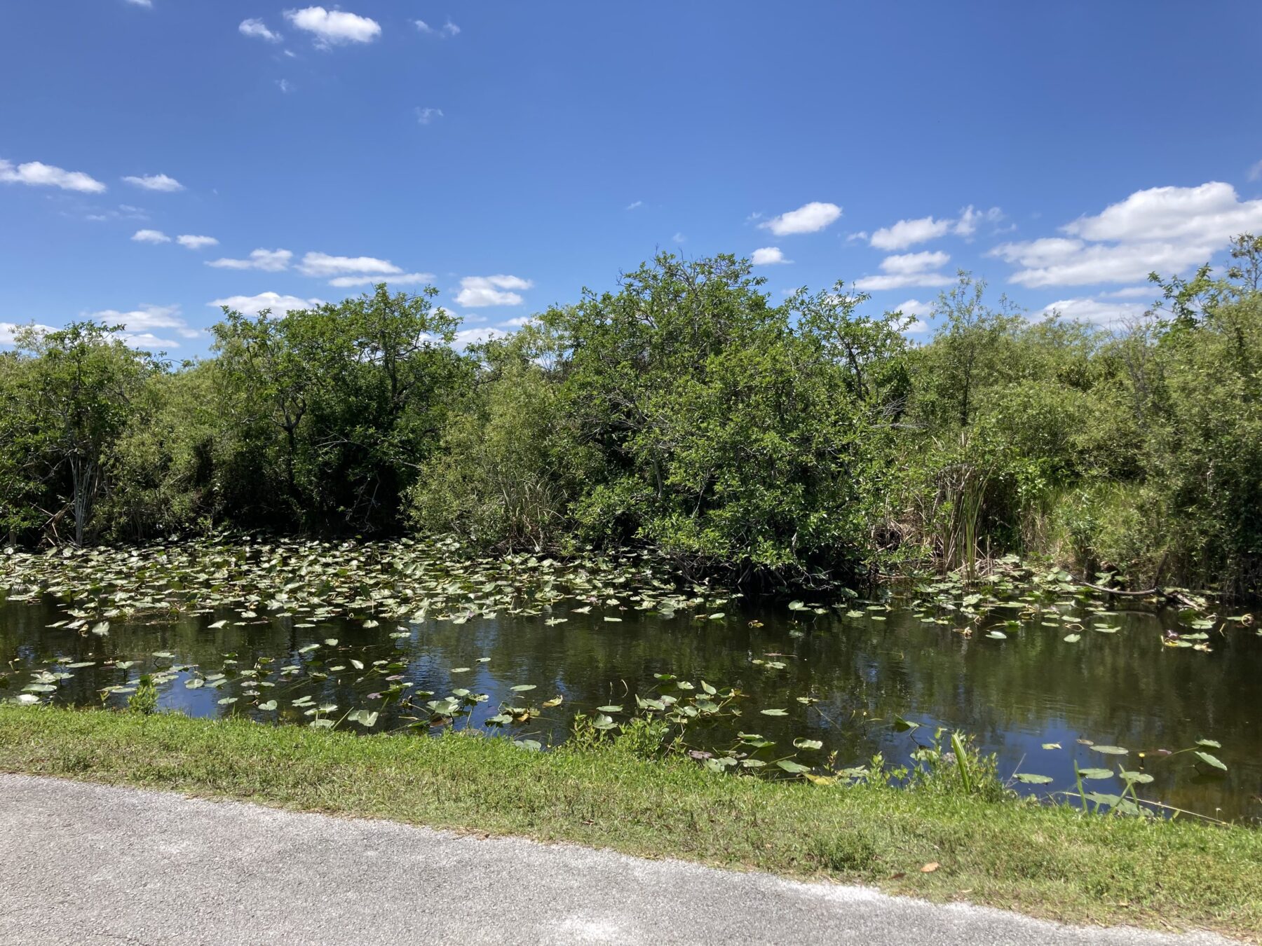 Everglades National Park Shark Valley