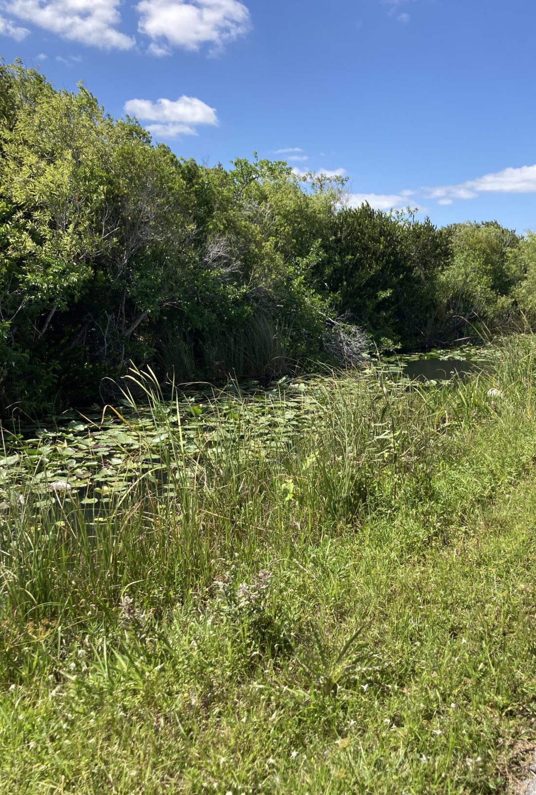 Wildlife in the Everglades