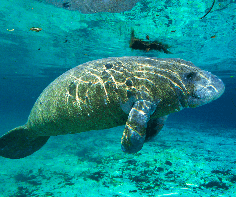 Xcaret Tips swim with Manatees