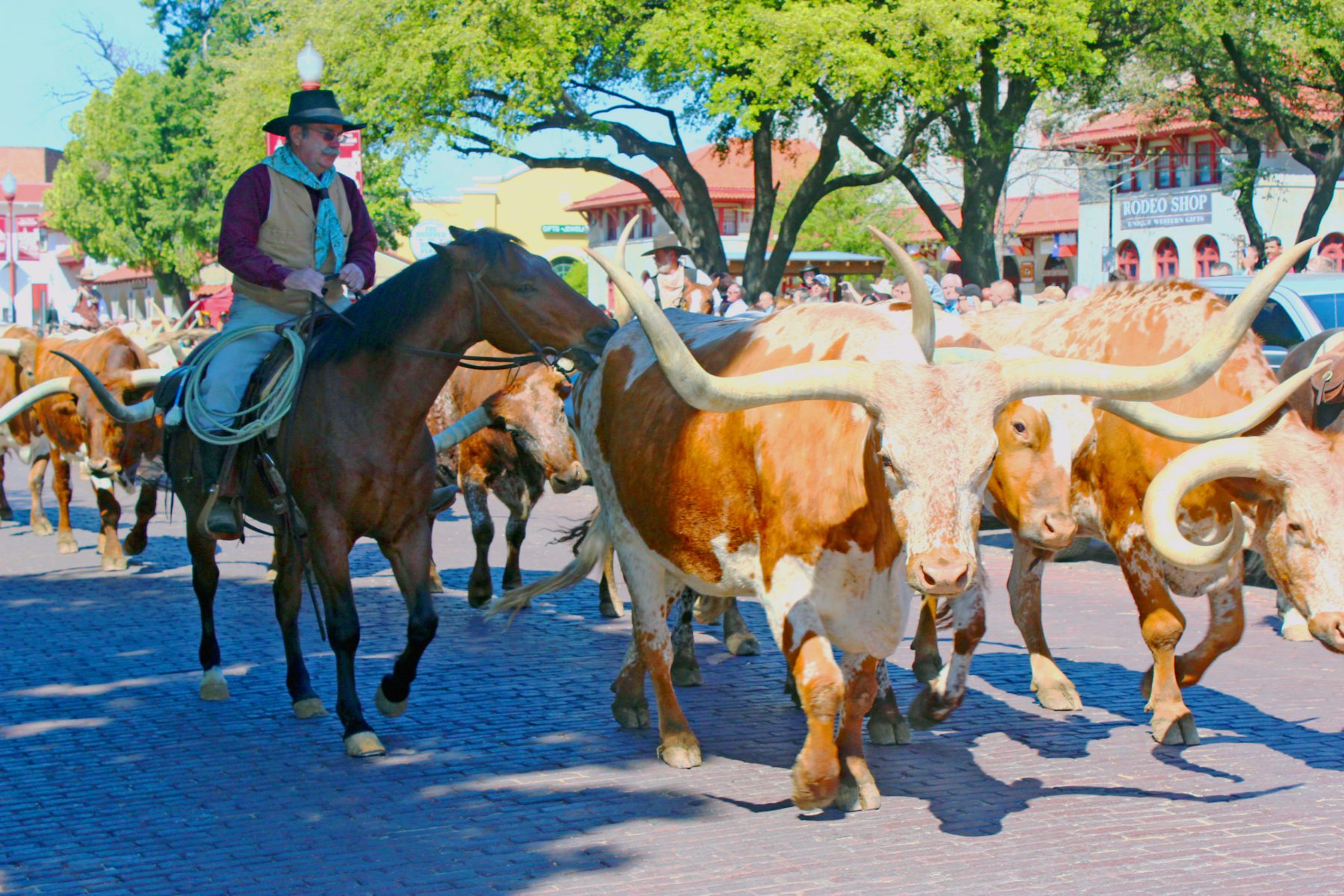 Fort Worth Stockyards Texas with kids