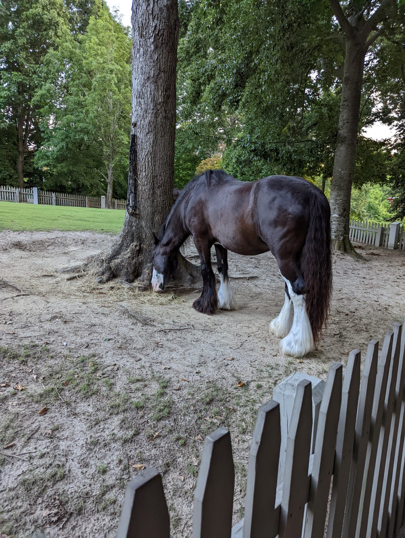 Clyde Horses at Busch Gardens Williamsburg