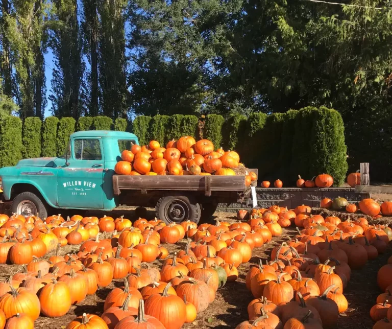 Utah Pumpkin Patches