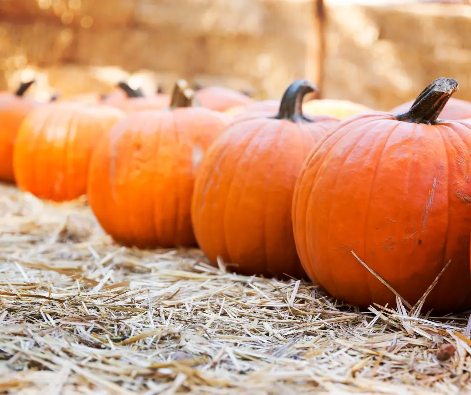 Utah Pumpkin Patches