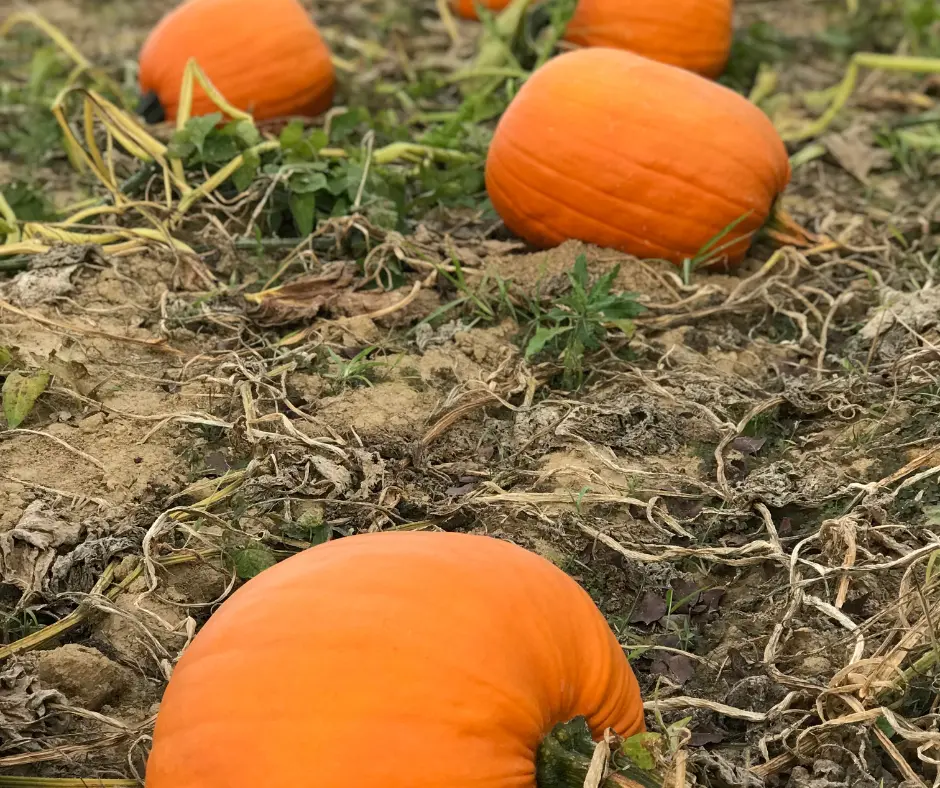 Utah Pumpkin Patch Layton