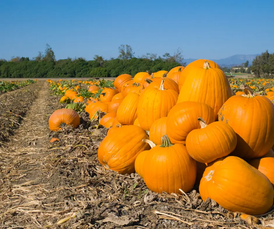 Utah Pumpkin Patch