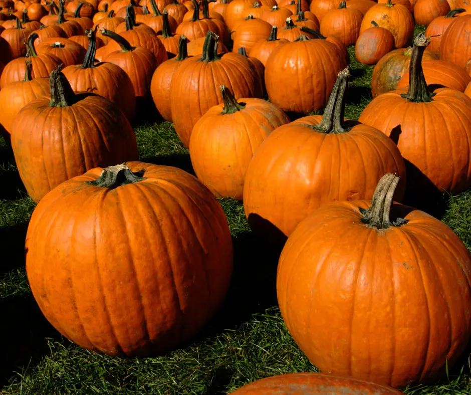 Utah Pumpkin Patch Logan