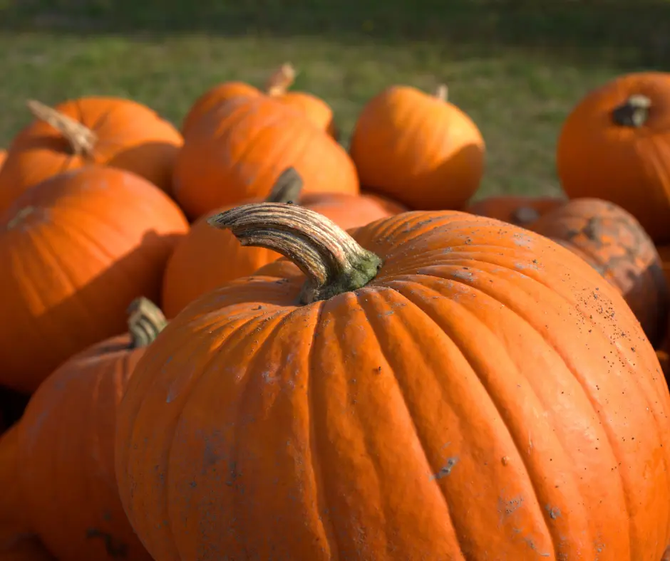 Pumpkin Patches in Utah