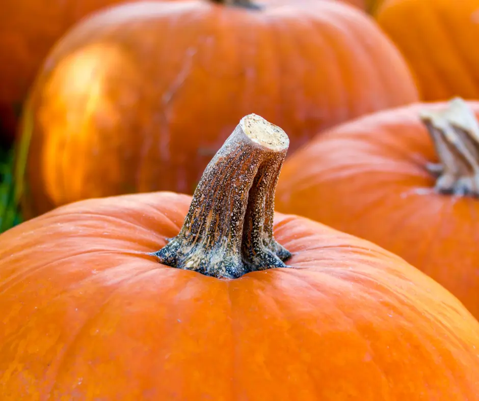 Pumpkin Patch in Utah