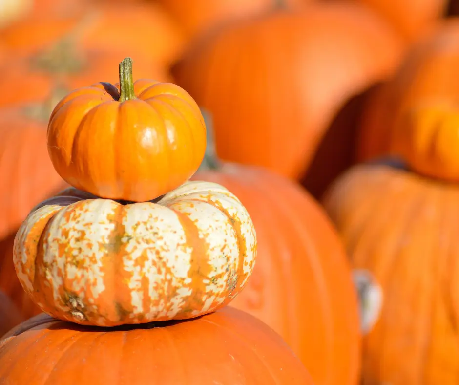 Utah Pumpkin Patch Southern Utah