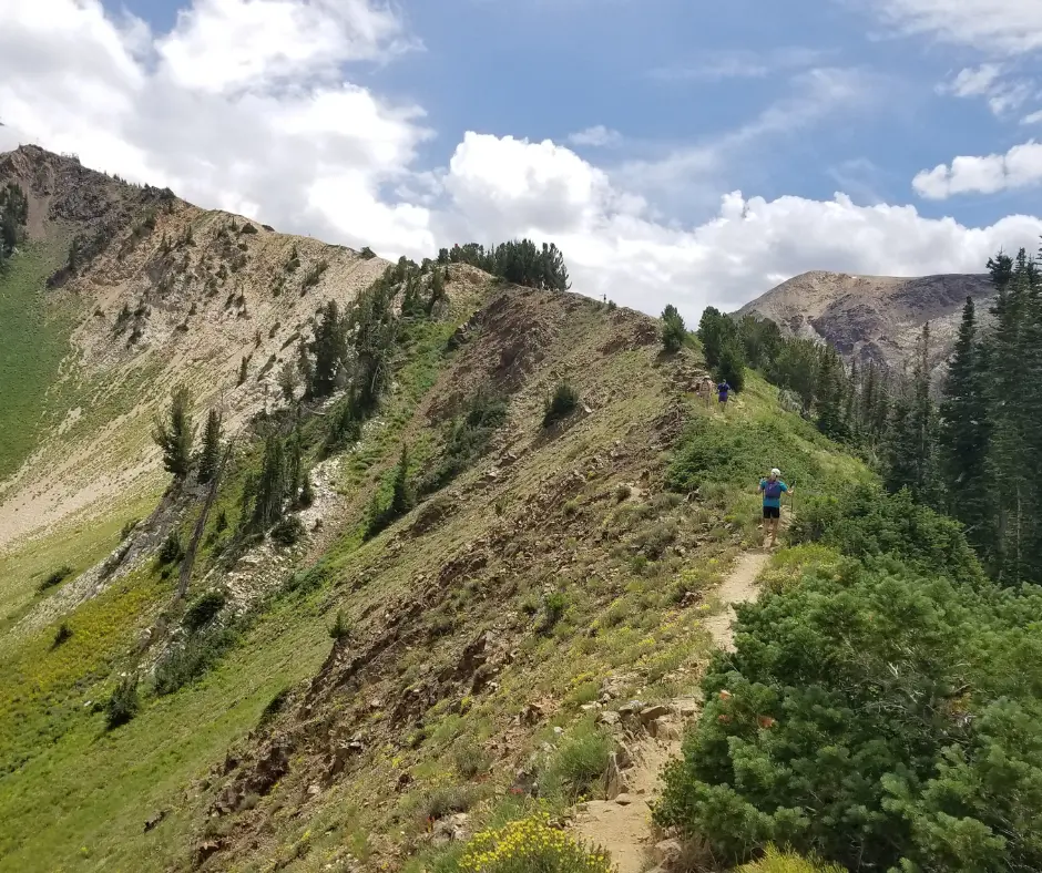 Snowbird in the Summer