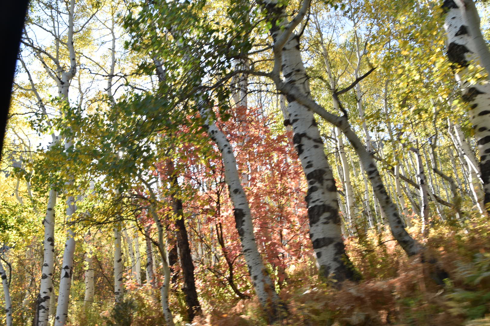 American Fork Canyon fall colors in Utah