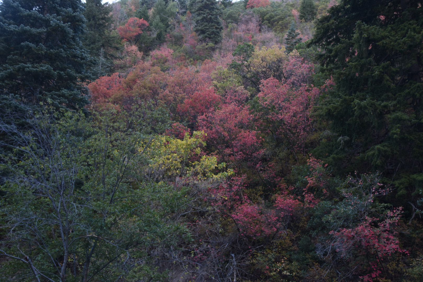 Alpine Loop Fall Colors in Utah