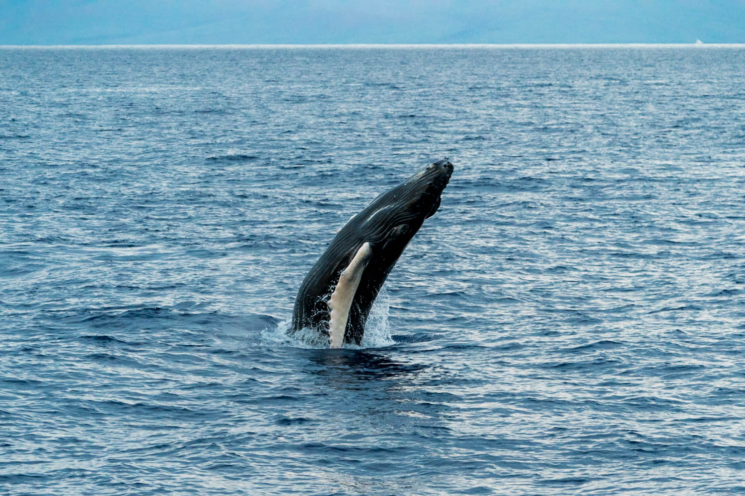 Birthday trip ideas - maui