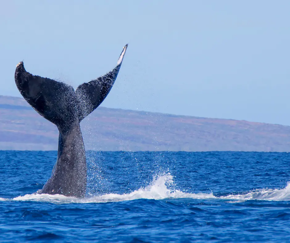 Whale Watching in Maui Hawaii - Maui Day trip ideas