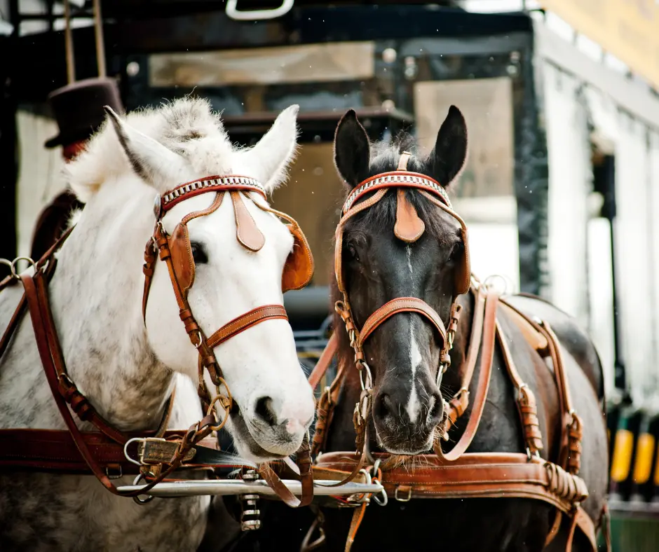 Gettysburg battlefield Tour by Carriage