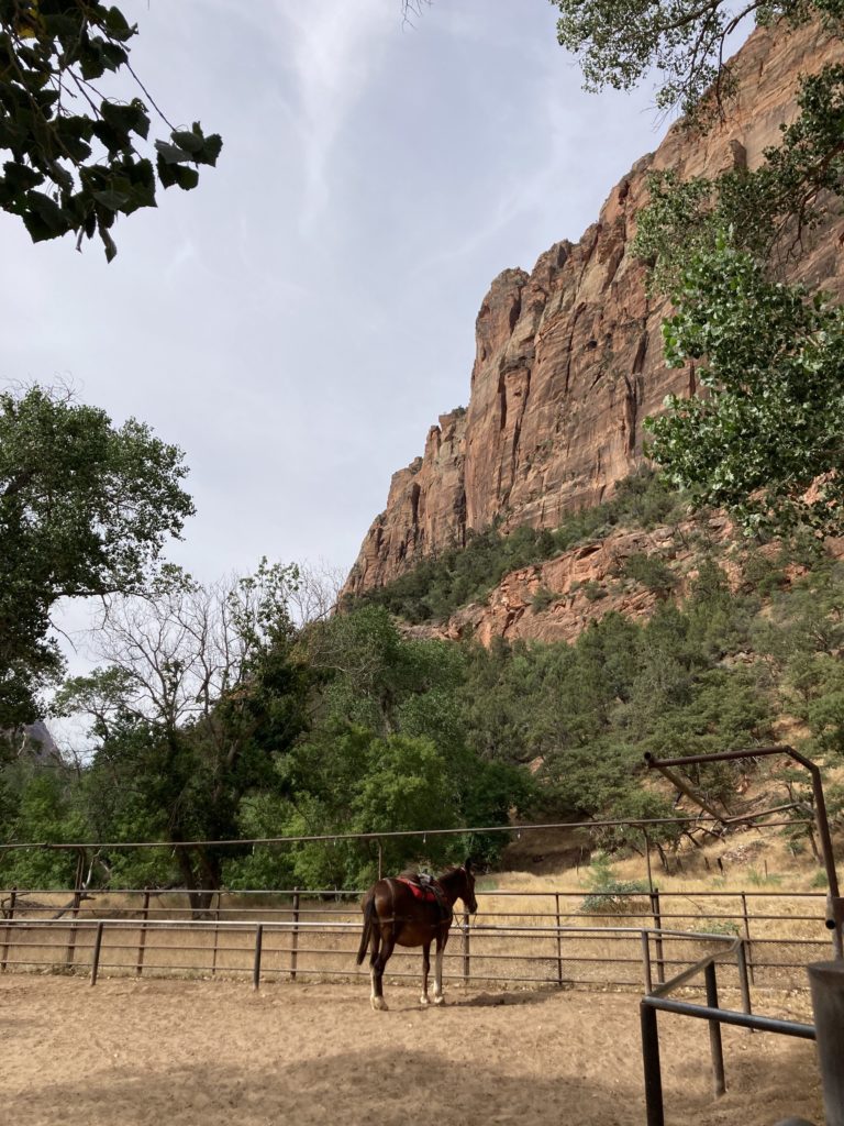 Horseback riding in Zion