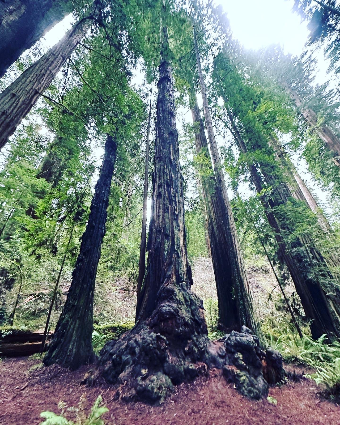 Must see in Redwood National Park