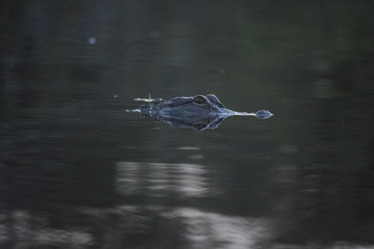 RV Road Trip to the Everglades