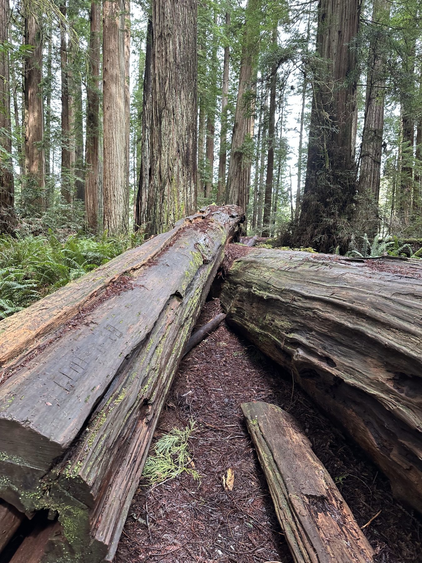 Visiting Redwood National Park