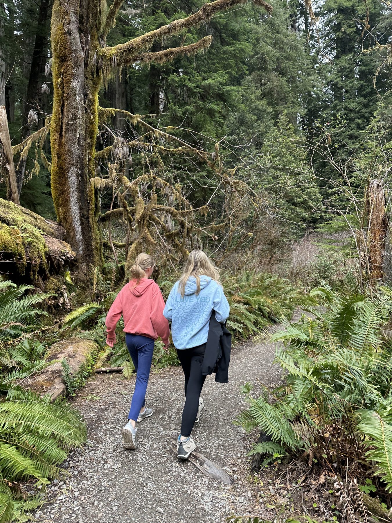 Hiking at Redwood National Park