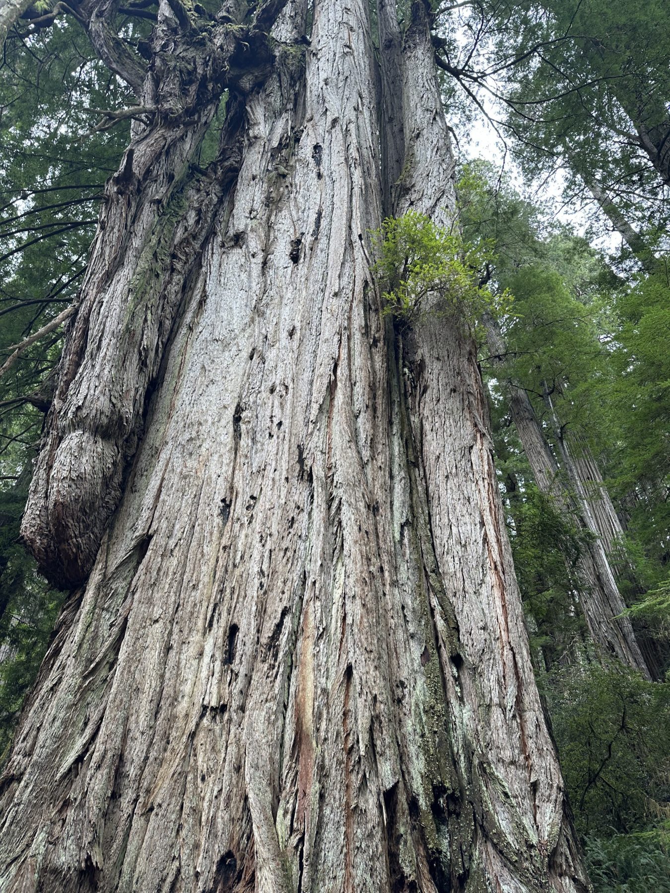 Best places to visit in Redwoods National Park - Tree