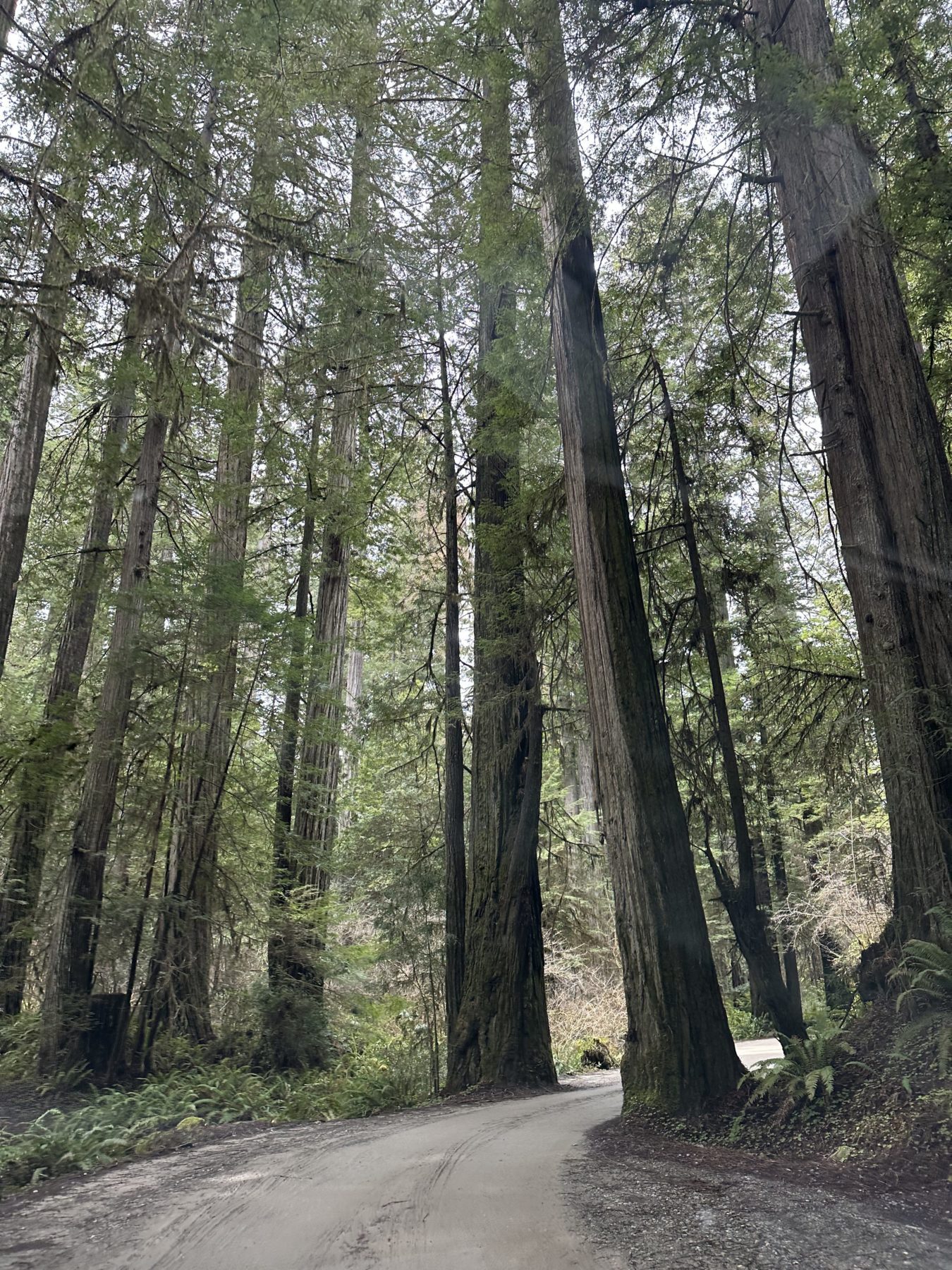 Redwood National Park Things to do - scenic drive