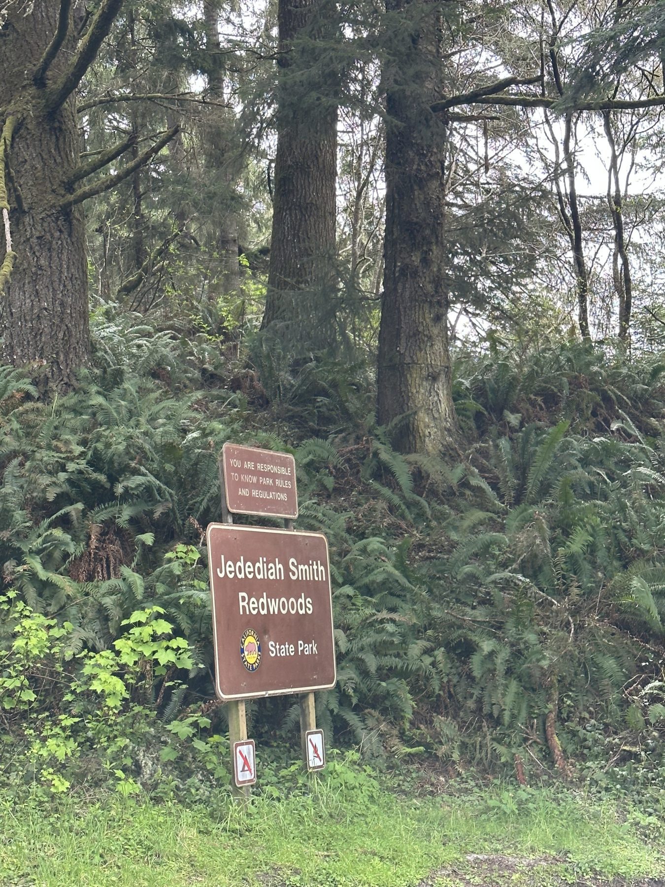 Best things to do in Redwood National Park