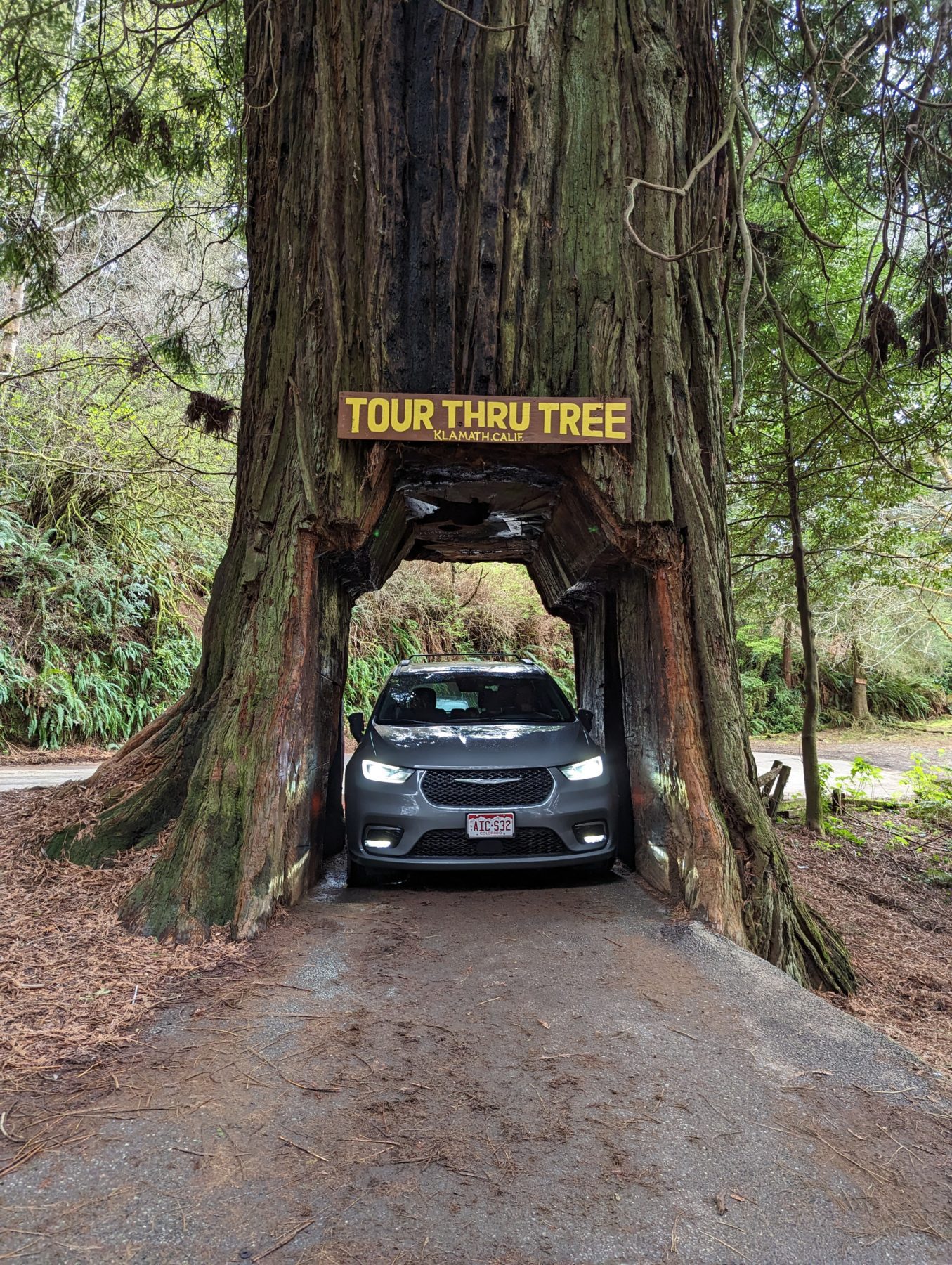 Redwood Forest attractions - Drive through a tree