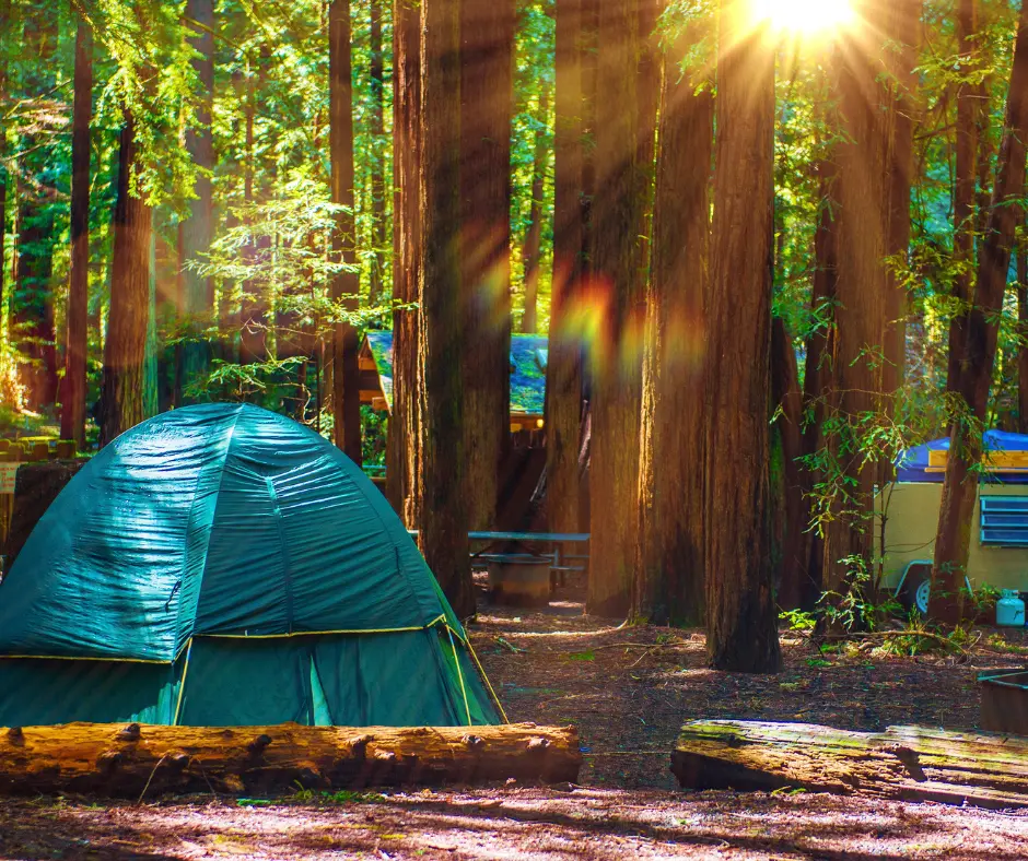 National Redwood forest camping