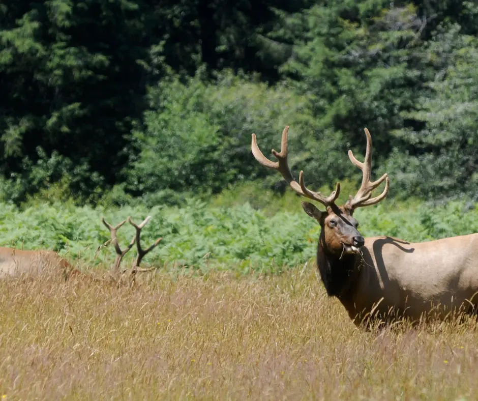 Redwood National Park in CA - elk