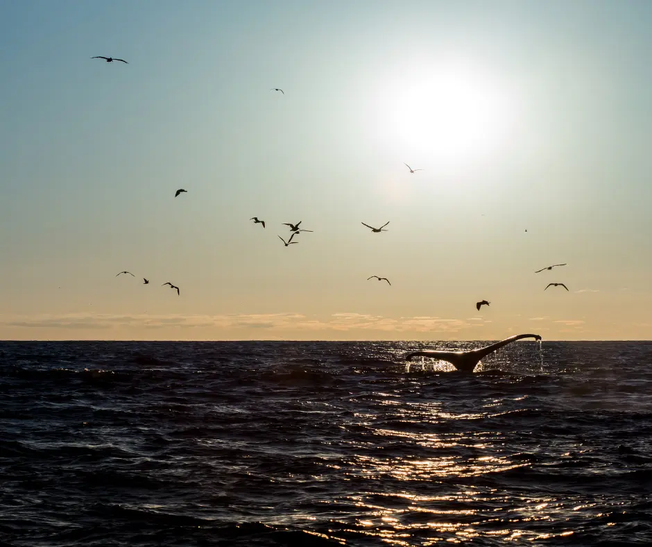 Whale Watching in Monterey California