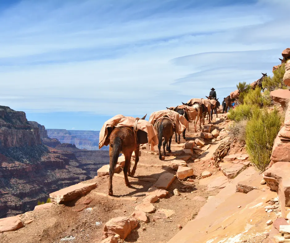 Grand Canyon mule tours