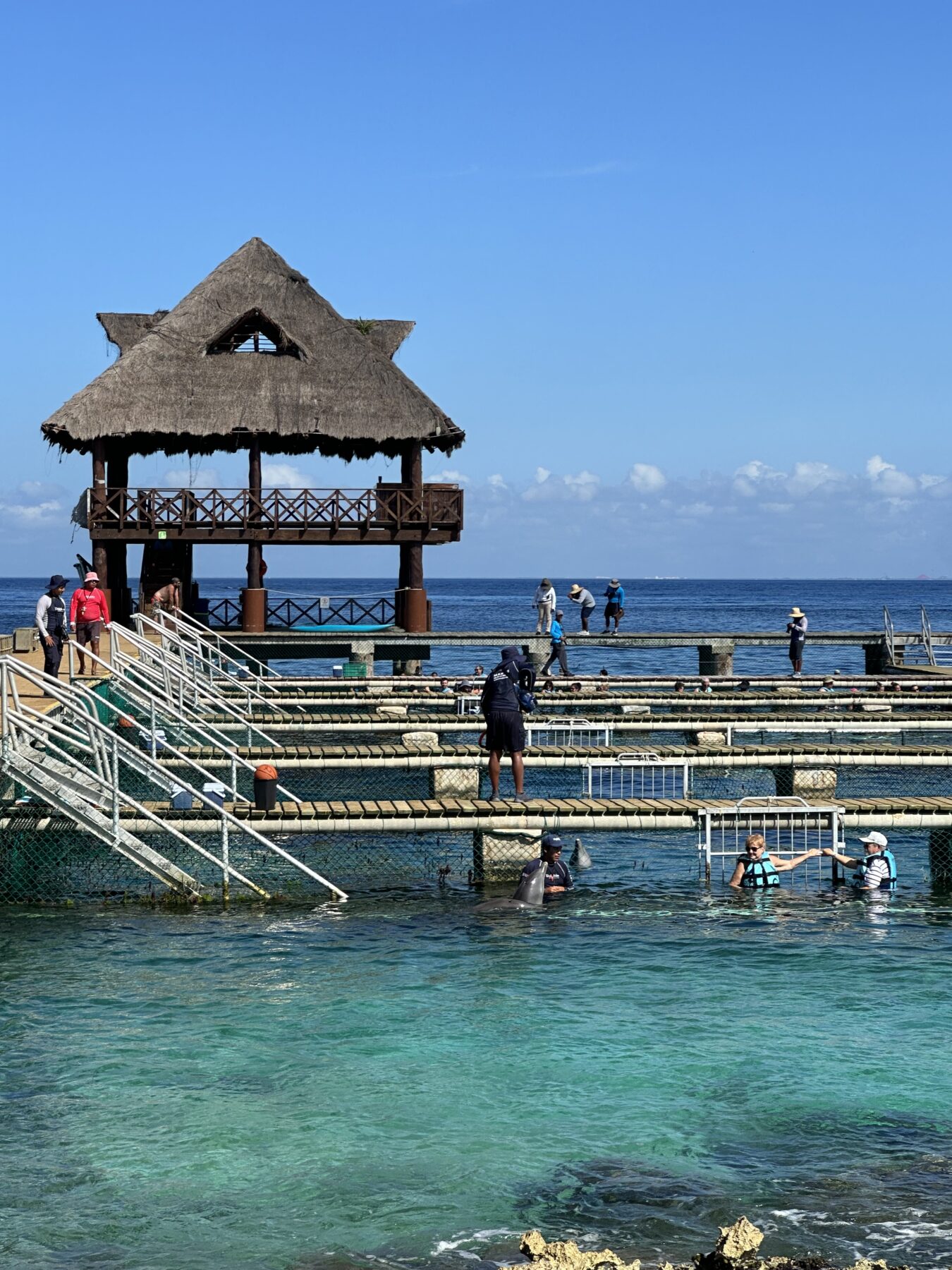 Dolphin Excursion Cozumel