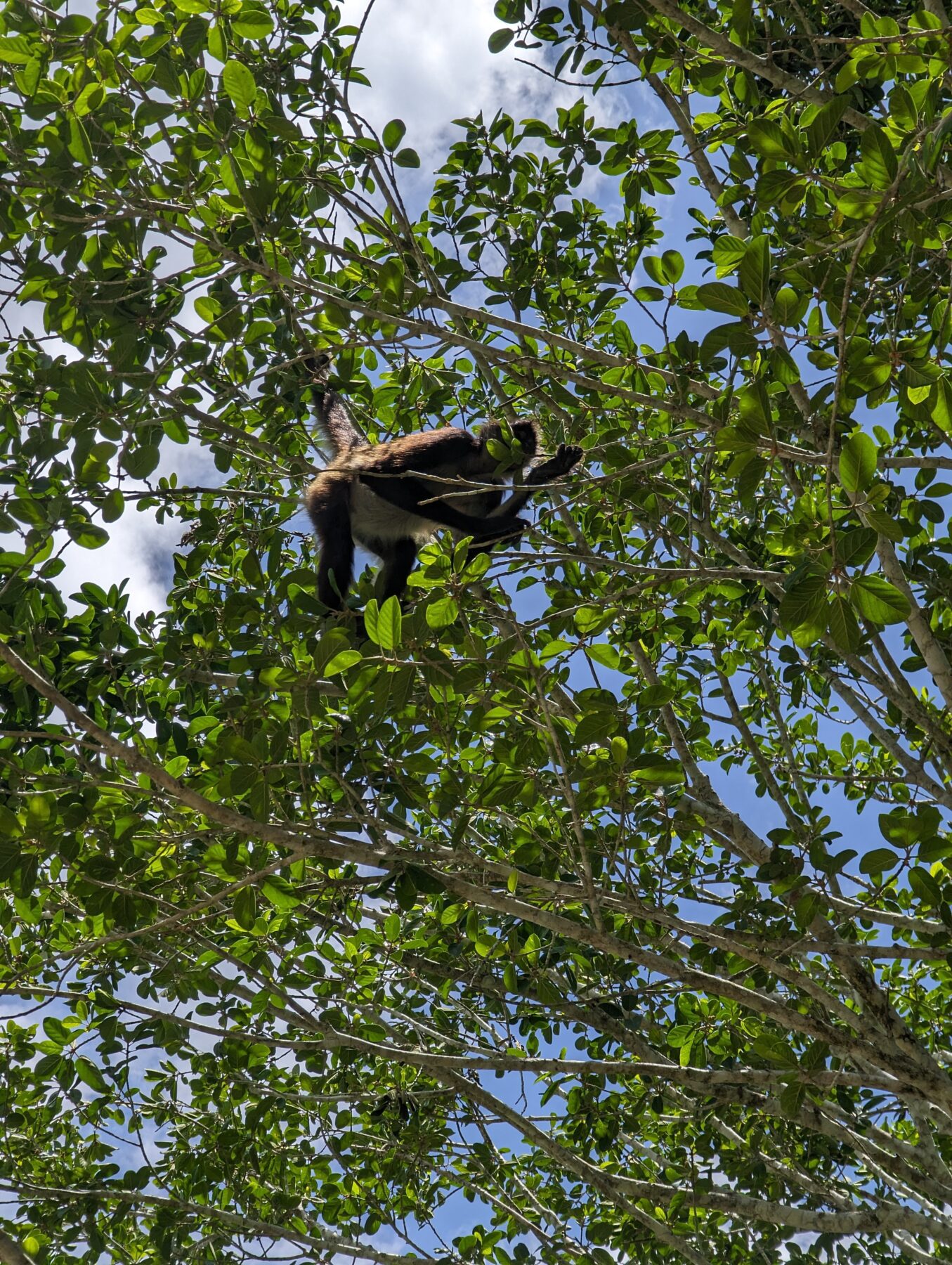 Monkeys at Costa Maya Ruins Chacchoben