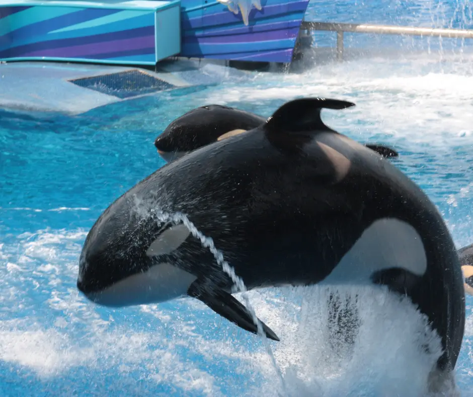 SeaWorld San Diego 