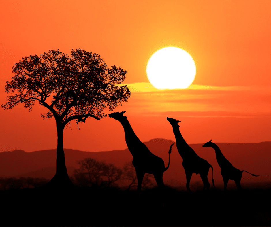 Best International family vacations - africa