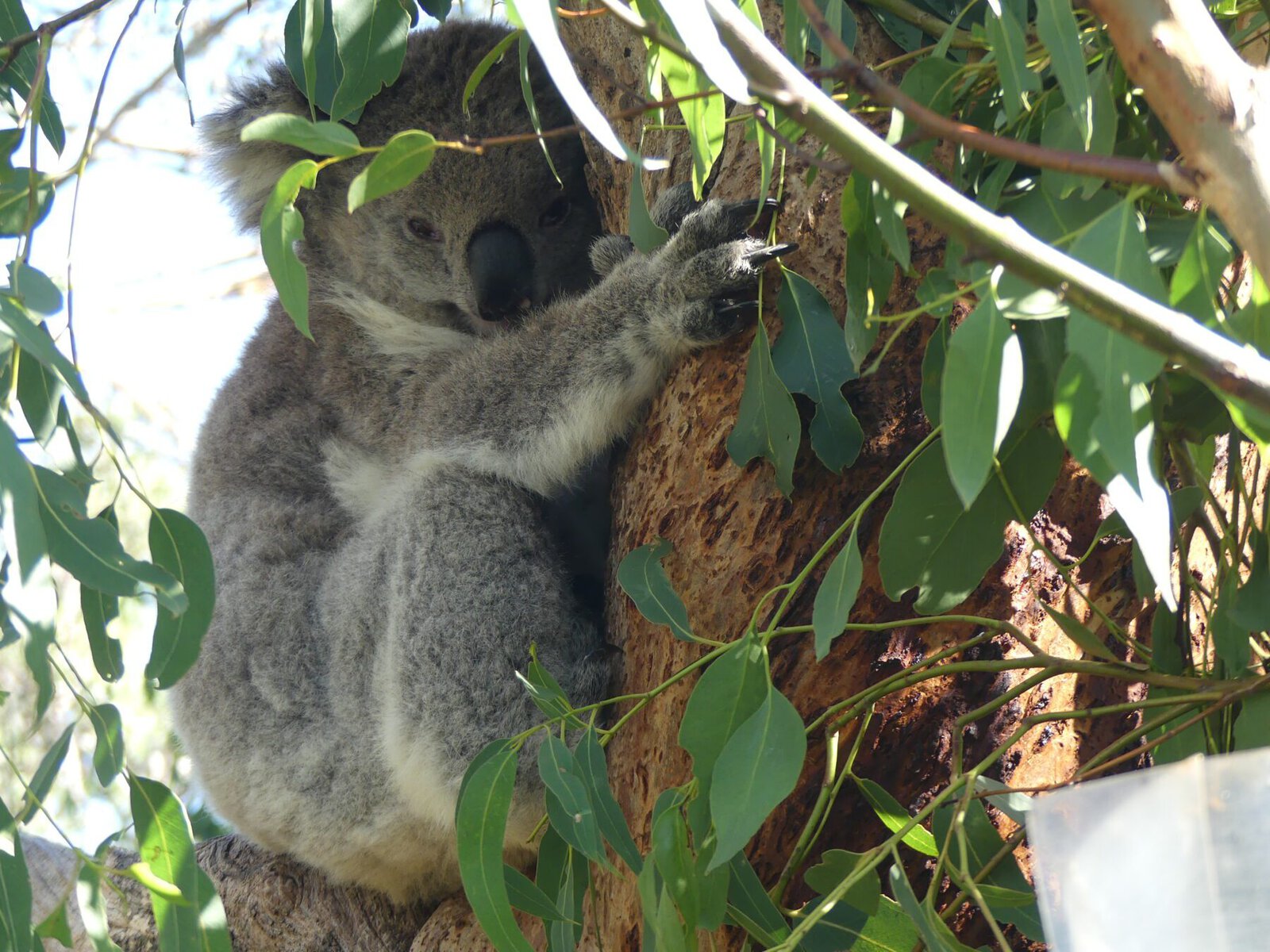 Best family holiday in Australia Agnes Water Koaloa