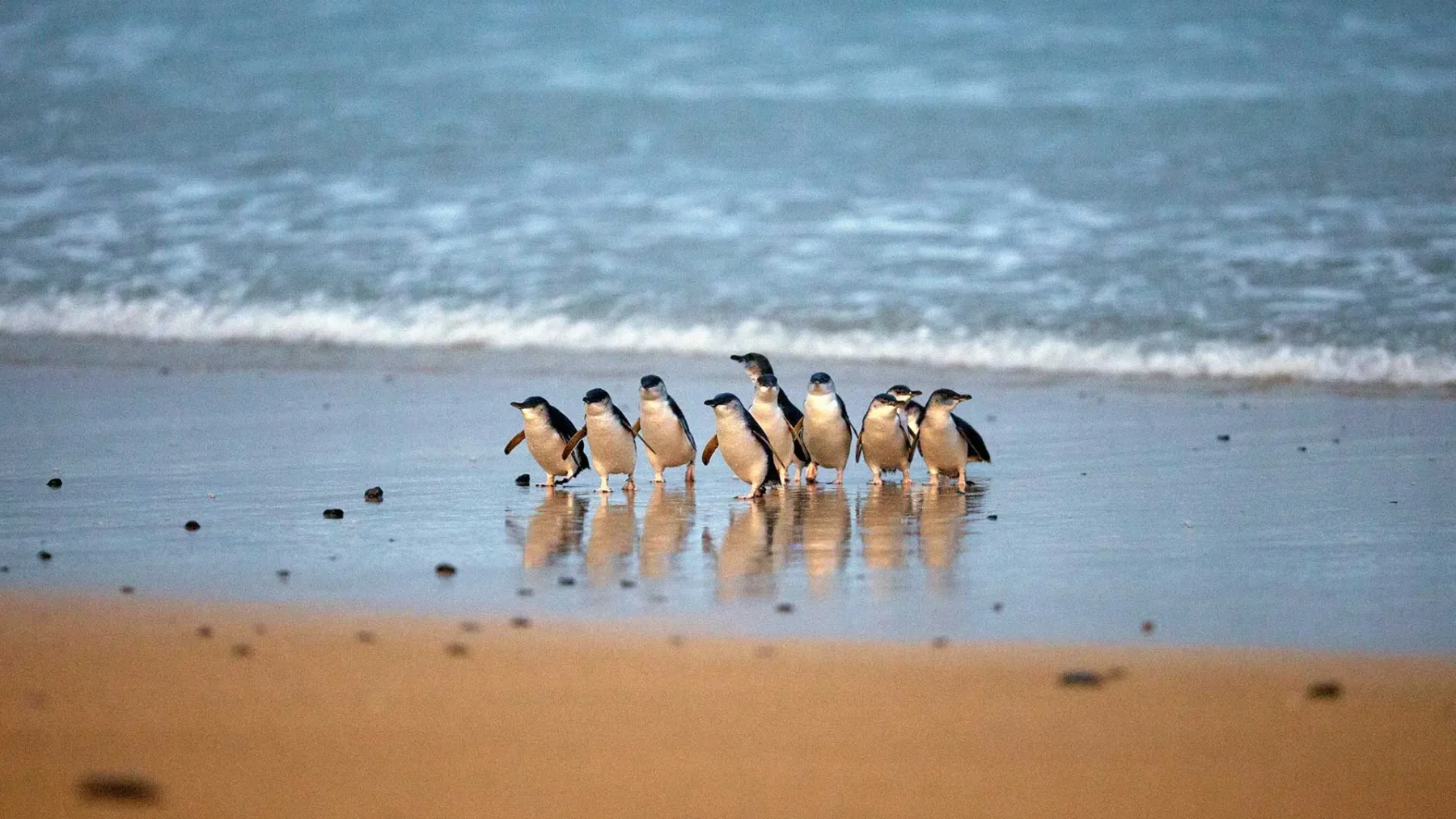 Penguin Parade Phillip Island Australia