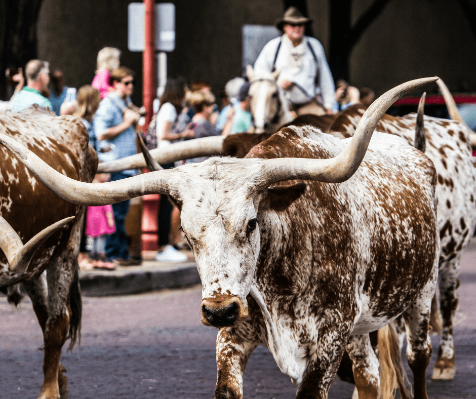 Family getaways in Texas - Ft Worth/Dallas Stockyards