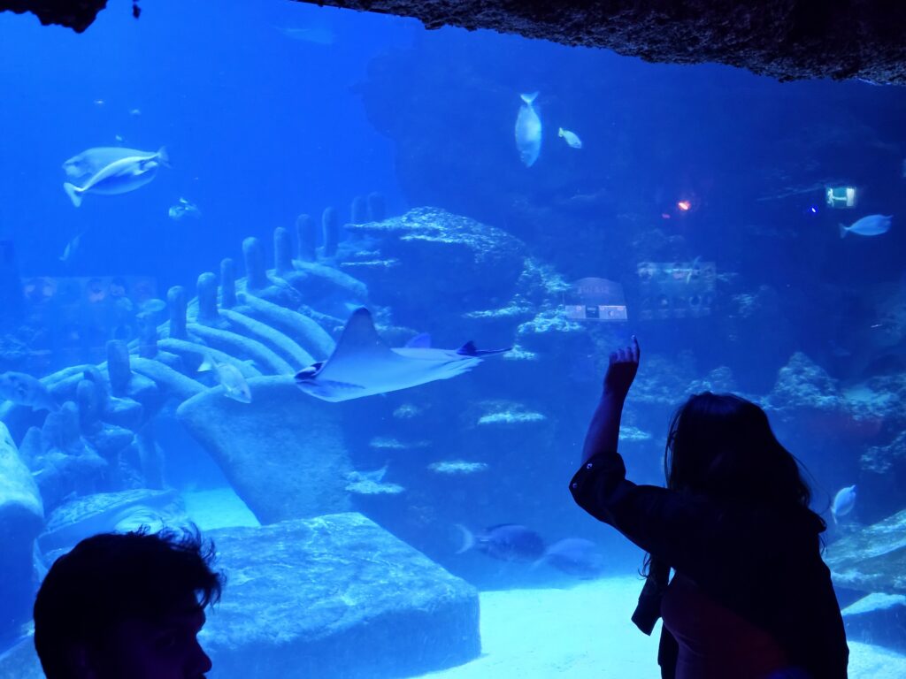 OPen Waters and Ocean Tunnel Sea Life Aquarium London Review