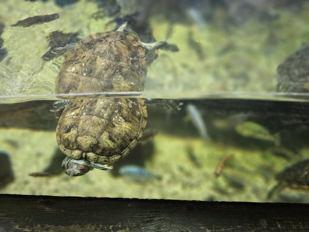 Rainforest Adventure at Sea Life Aquarium London