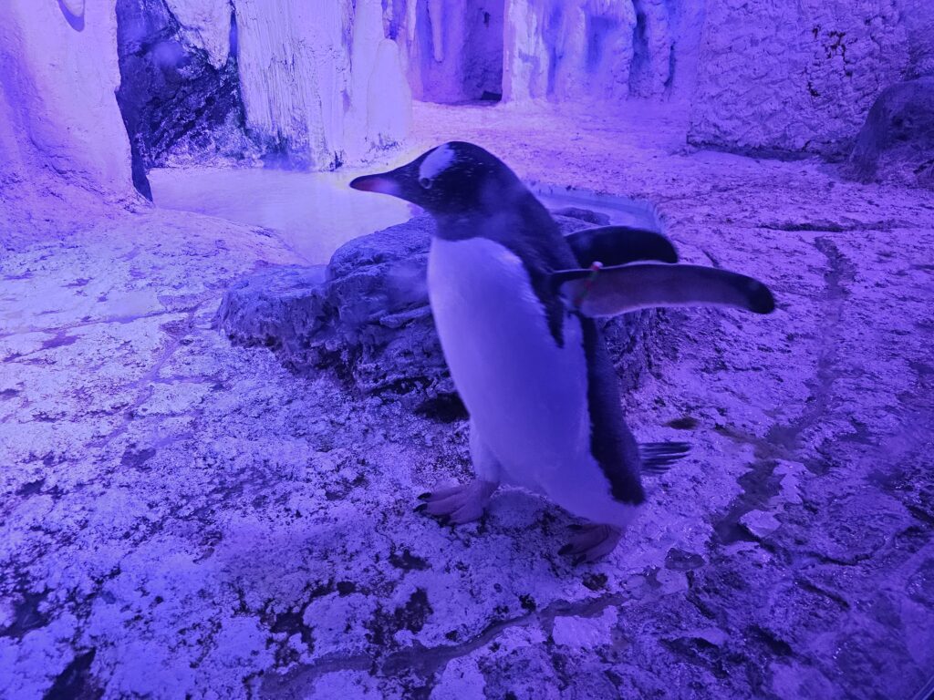 Sea Life Centre London Aquarium Penquins