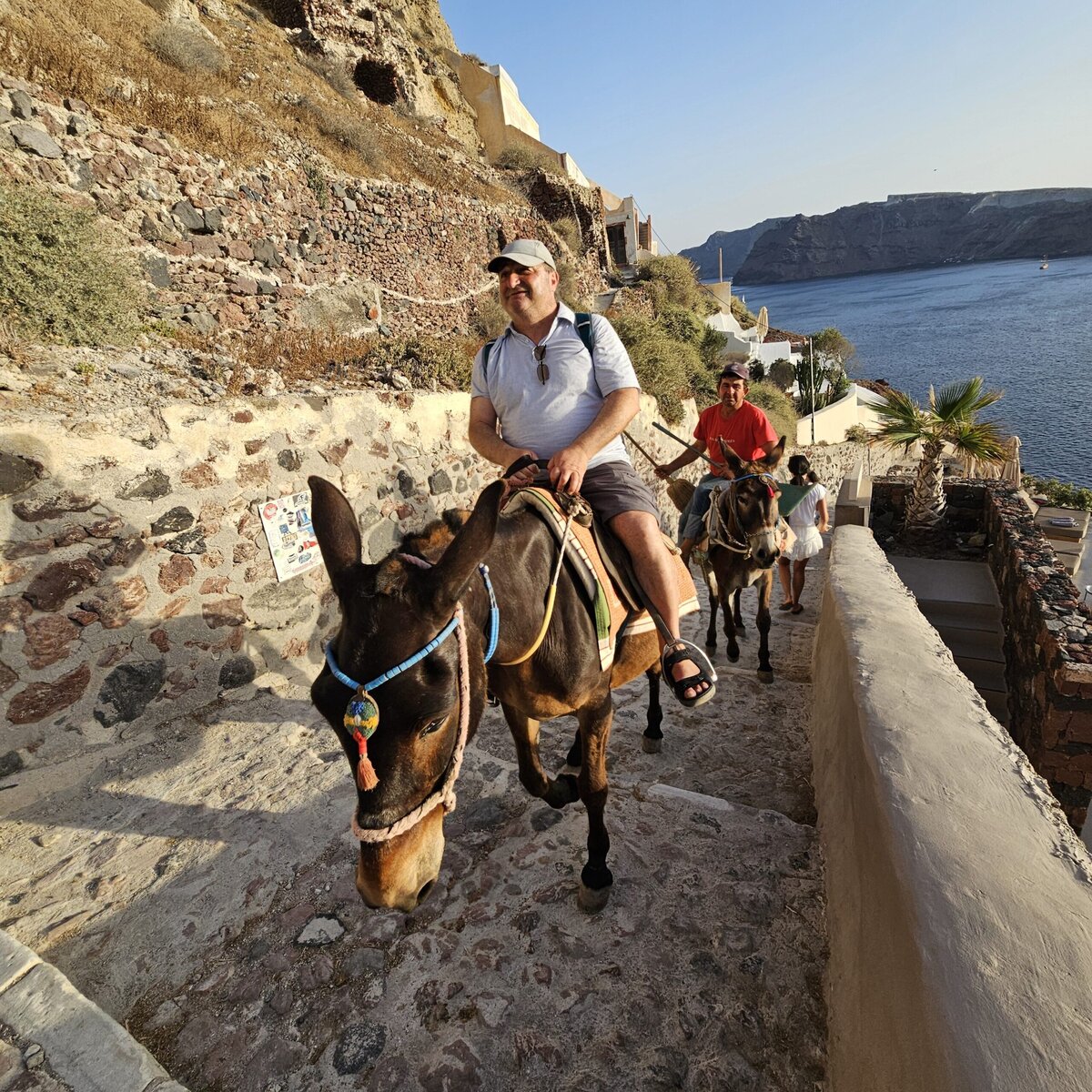 Donkeys in Santorini 